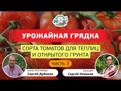 Видео: Жирные томаты и томаты Сахара от компании СеДеК.