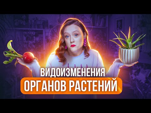 Видео: ВИДОИЗМЕНЕНИЯ ОРГАНОВ РАСТЕНИЙ | Вегетативные органы растений | ЕГЭ-2025 по биологии