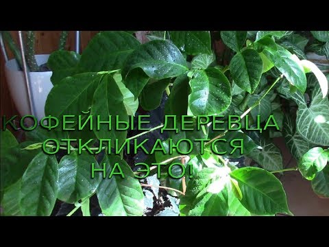 Видео: КОФЕЙНЫЕ ДЕРЕВЦА ОТКЛИКАЮТСЯ НА ТАКУЮ ПРОЦЕДУРУ!