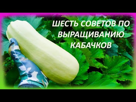 Видео: ШЕСТЬ советов как выращивать КАБАЧКИ и ЦУКИНИ при в открытом грунте. Выращивание кабачков и цукини.