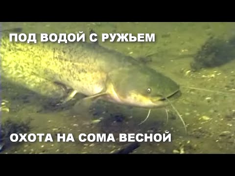 Видео: ПОД ВОДОЙ С РУЖЬЕМ. ОХОТА НА СОМА ВЕСНОЙ