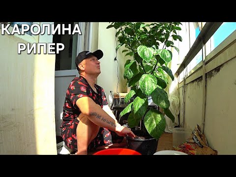 Видео: VLOG' ПЕРЕВАЛКА ГИГАНТСКОГО КУСТА КАРОЛИНА РИПЕР