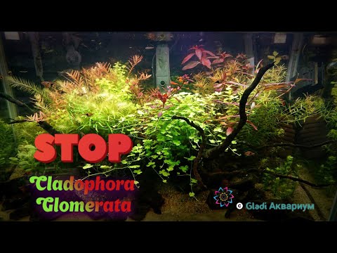 Видео: КОНТРОЛЬ КЛАДОФОРЫ В 90 ЛИТРОВОМ АКВАРИУМЕ STOP Cladophora Glomerata