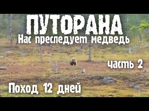 Видео: ✅НЕЗАБЫВАЕМЫЙ ПОХОД НА ПЛАТО ПУТОРАНА ВСТРЕЧА С ОПАСНЫМ МЕДВЕДЕМ