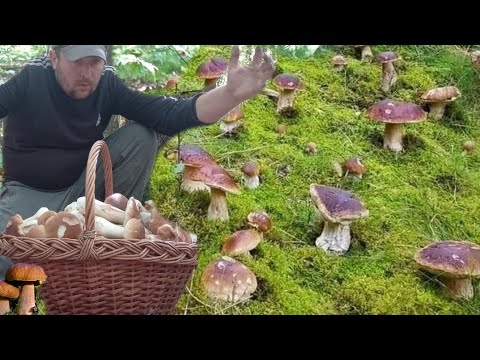 Видео: Гигантские скопления молодых грибов. Первые белые грибы осени 2025 года.