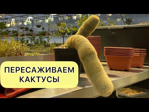 Видео: Пересаживаем кактусы в подвесные горшки.