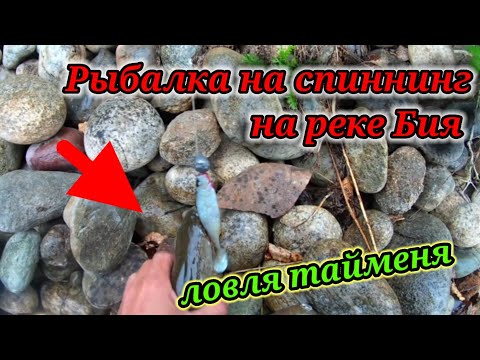Видео: Поймал...☝.Рыбалка на спиннинг на тайменя на реке Бия.