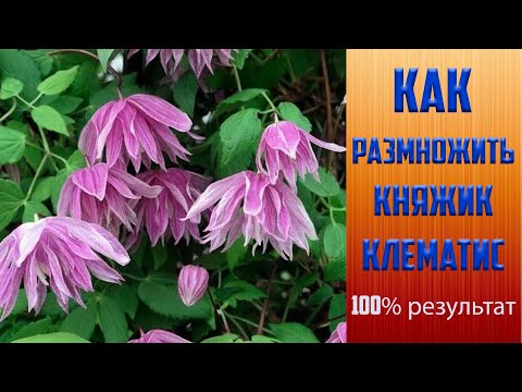 Видео: Как размножить княжик и клематис. 100% результат.