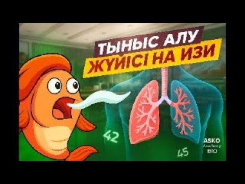 Видео: Тыныс алу жүйесі толық түсіндірме | 7–9 сынып | ЕНТ дайындығы