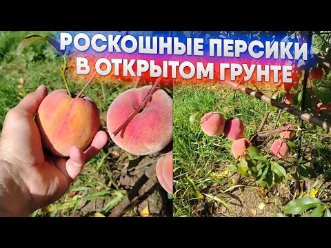 Видео: Роскошные персики в открытом грунте