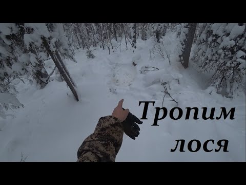 Видео: Охота на лося. Троплю лося подошел очень близко. 3 часть