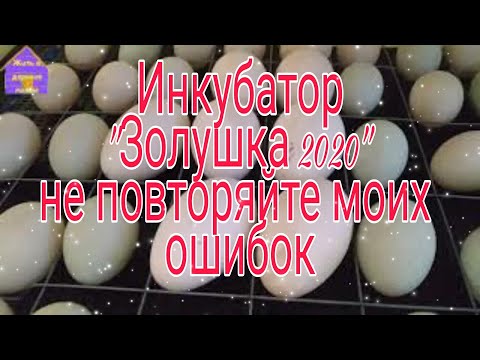 Видео: Обзор инкубатора "Золушка 2020" , не повторяйте мои ошибки