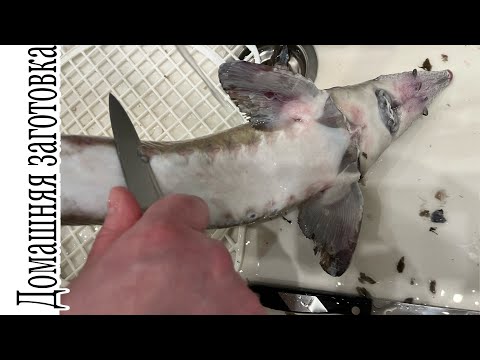 Видео: Как правильно чистить осетра эпизод №1444