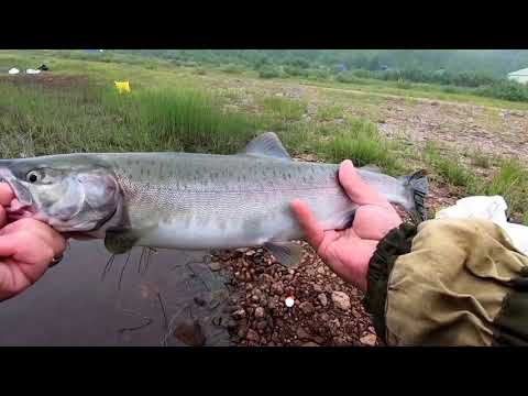 Видео: #1 ГОРБУША 2021/Рыбалка на Кольском Полуострове/Часть1