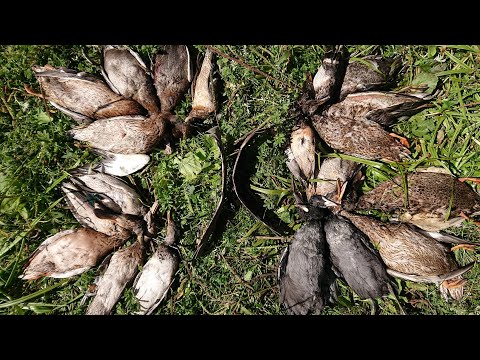 Видео: Открытие охоты на утку 2024г. Первое утро.