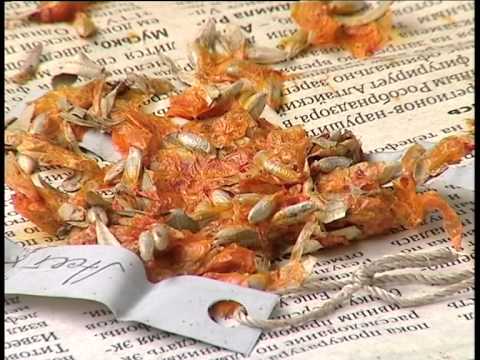 Видео: Сделано на Алтае — Алтайская облепиха