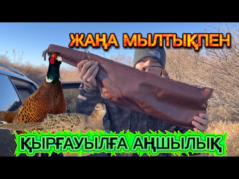 Видео: Жаңа мылтықпен қырғауылға аңшылық. @azamatgs