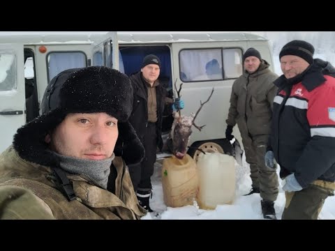 Видео: В поисках дикого северного оленя в Оленёкском районе