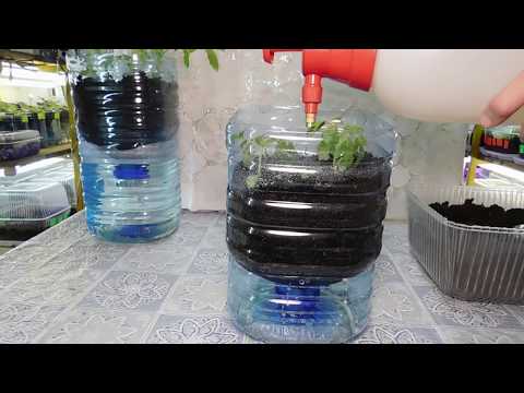 Видео: 🍅ТОМАТЫ БЕЗ ПИКИРОВКИ И БЕЗ ПОЛИВА !!!!!!!!🍅 How to grow seedlings of tomatoes pat 2