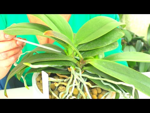 Видео: №16. Ответы на вопросы ИЗ ЖИЗНИ ОРХИДЕЙ 💐 "Вопрос в КОПИЛКУ Знаний" от ПОДПИСЧИКОВ 😊 19.10.2021г.