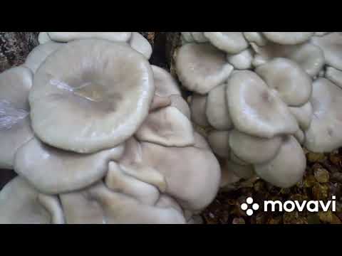 Видео: Выращивание вёшенки на пнях. Лучший способ 100%