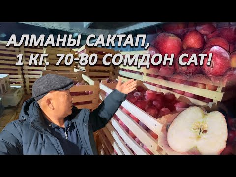 Видео: Алманы сактап, кымбат сат | Өнүгүүгө бир кадам