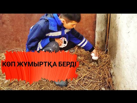 Видео: Vlog: Қаздар қарқылдап тұр. Тауықтар көп жұмыртқа берді!