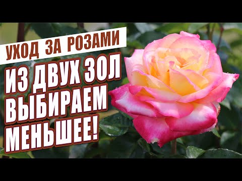 Видео: ИЗ ДВУХ ЗОЛ ВЫБИРАЕМ МЕНЬШЕЕ! СОВЕТЫ ПО УХОДУ ЗА РОЗАМИ.