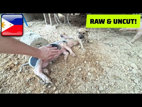 Видео: Так много НОВЫХ ДОБАВЛЕНИЙ на ферме!