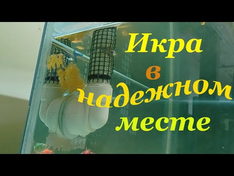 Видео: Будни на разводне аквариумных рыб Красивые рыбки Рыбки в аквариуме