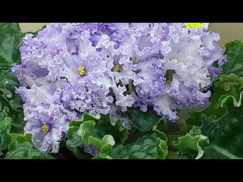 Видео: 10.08.2024./Шикарные фиалки на выставке фиалок(Р)#фиалки#выставка#домфиалки#