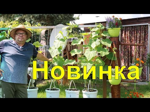 Видео: Новинки.Огуречная грядка.Огурцы.Огород .