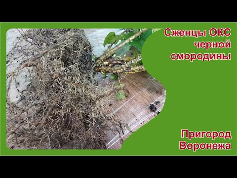 Видео: Саженцы ОКС черной смородины. Пригород Воронежа.