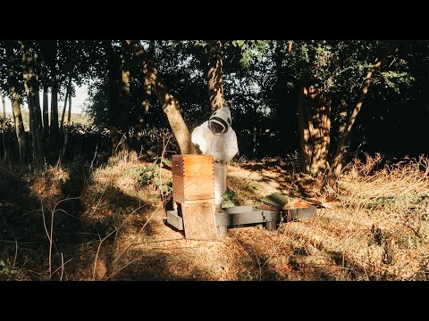 Видео: Сбор мёда | Дом Миллена Гордона