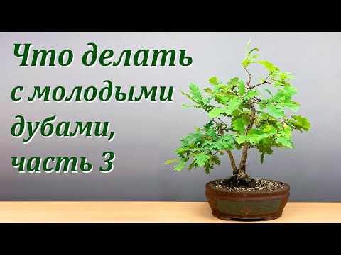 Видео: Что делать с молодыми дубками, ч.3 (запись прямого эфира).