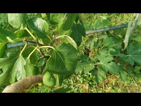 Видео: Смокините в края на септември на 670 м. н. в. 