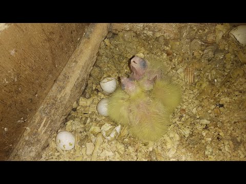 Видео: Как правильно давать ивермектин попугаям, и обзор птенцов корелл.