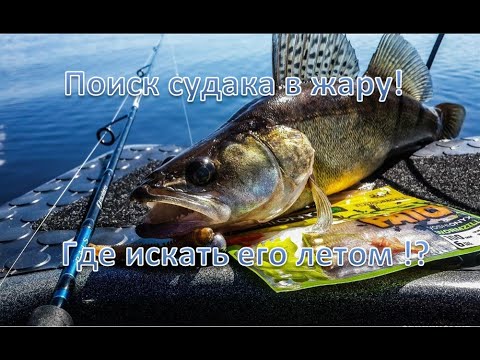 Видео: Поиск судака в жару! | Где искать его летом !?