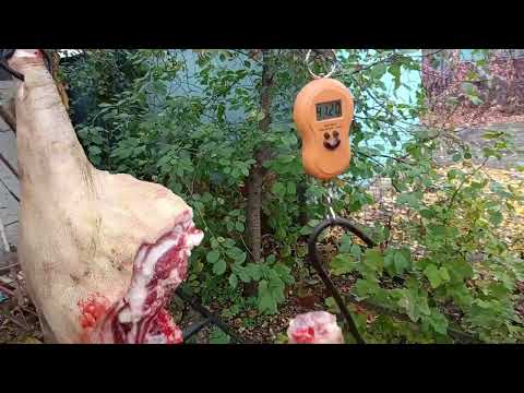 Видео: кантор гигант. 219кг