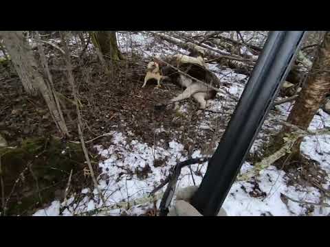 Видео: Охота с лайками на копытных | Архив