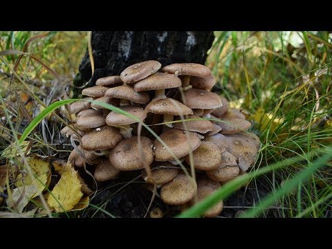 Видео: Опята осенние.Как отличить от ложных.