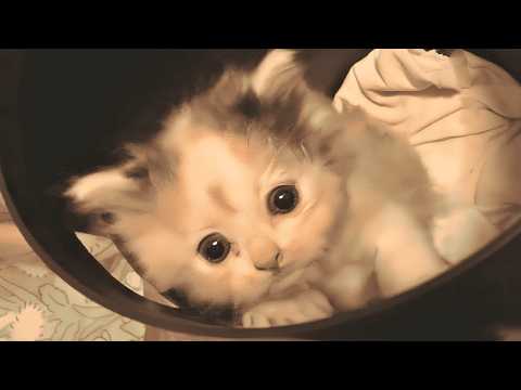 Видео: «Я не знаю, куда идти…» Маленький котёнок одиноко блуждал