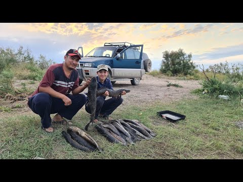 Видео: ЖЫЛАНБАЛЫҚ!!! МОНСТРЫ. ОГРОМНЫЕ ЗМЕЕГОЛОВЫ.