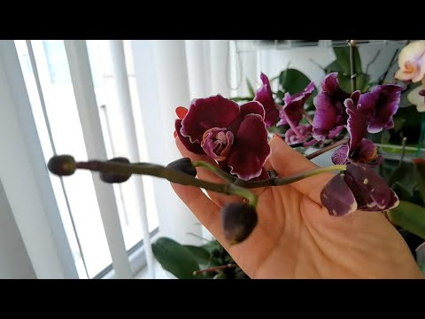 Видео: Значит делаю всё правильно. Уход за орхидеями. Всё в цветоносах! #orchids #цветы #plants