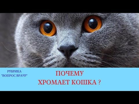 Видео: Почему хромает кошка?