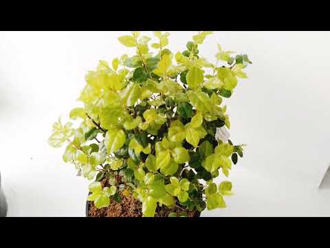 Видео: КОГДА НУЖНО ПОЛИВАТЬ БОНСАЙ? | ПОЛИВ ПОГРУЖЕНИЕМ