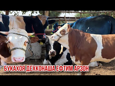 Видео: 15 сентября 2025 г.