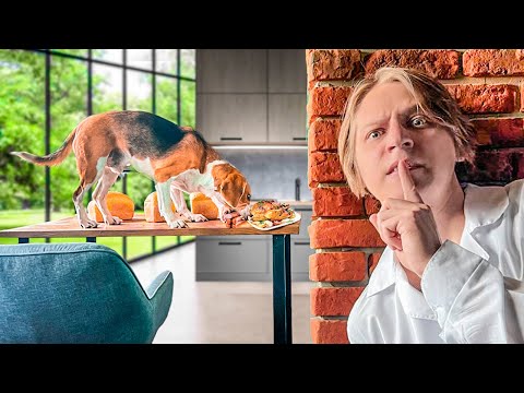 Видео: ЧТО ДЕЛАЮТ МОИ ЖИВОТНЫЕ, КОГДА МЕНЯ НЕТ ДОМА?