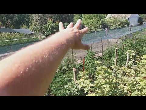 Видео: 🍎ТОМАТИ . НАВІС ВІД СПЕКИ . ДУЖЕ ШВИДКО І ПРОСТО