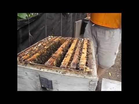 Видео: весенние работы с пчелами - сколько подставлять рамок при расширении гнезда пчел весной